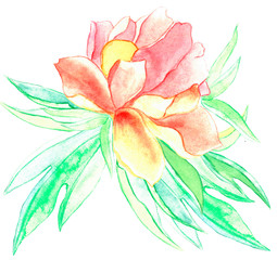 Hand drawn watercolor and ink flower with leaves on white background