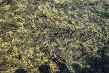 Two ducks playing above fishes at Plitvice National Parc