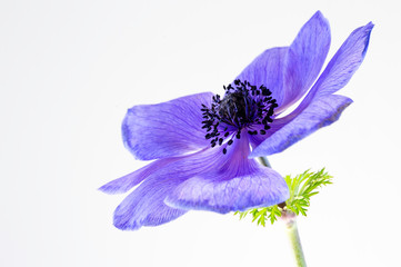 Purple Anemone flower, translucent, and high key image