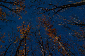 Crowns of trees on a  starry sky background