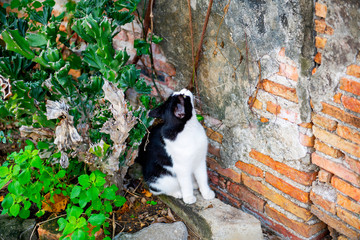 The cat sitting on the concrete ground stare wondering