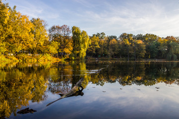 colorful autumn leaves in the park