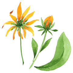 Rudbeckia hirta floral botanical flowers. Watercolor background set. Isolated rudbeckia illustration element.