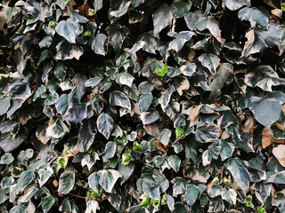 background of green leaves close-up. Floral background. Copy space