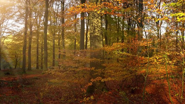 In a deciduous forest the sun shines on the golden autumn foliage. The leaves move from the wind. Noises and real time. Camera on tripod. Lens flares.
