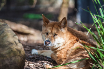 Hund auf dem Boden im Schatten