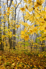 Beautiful autumnal yellow maple leaves in forest in fog in autumn