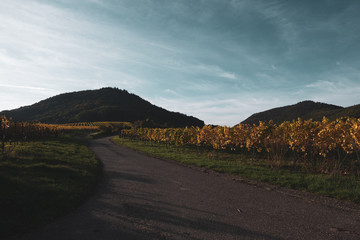 Straße neben Weihnstöcken bei gutem Wetter und blauem Himmel, die einen Hügel hinaufführt