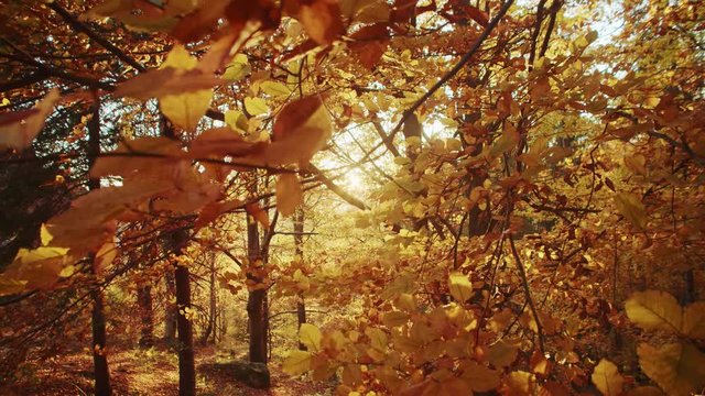 Golden nature in fall season. Beautiful orange and yellow trees under sun rays in picturesque autumn park or forest. Peace and inspiration.