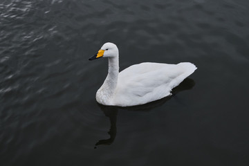 swan in water