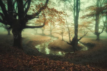 Muurstickers fairy tale forest with fog and a river © mimadeo