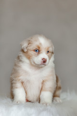 cute fluffy puppy aussie posing