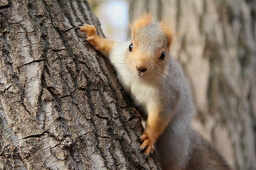 squirrel