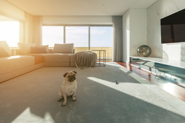 Modern living room interior with little dog sitting on carpet. Big windows, light space
