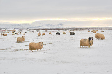 Naklejka premium incelandic sheep in the snow