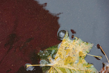 yellow leaf in the rain puddle, the reflection of the red umbrella
