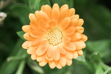 An orange flower, shot with macro lens