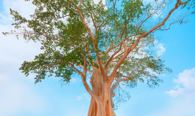 Banyan tree Rumah Desa - Bali, Indonesia