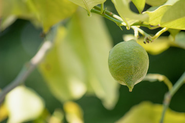 Fototapeta premium Green lemon among the foliage. Lemon tree with fruits.