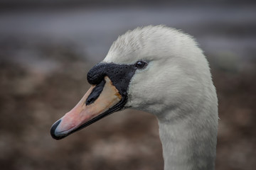 Closeup of Swan head with a defused background 