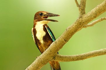 White Throated Kingfisher or White Breasted Kingfisher or Smyrna Kingfisher (Halcyon Smyrnensis) on a branch