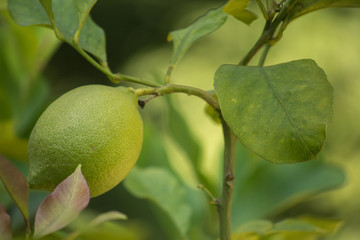 Green lemon among the foliage. Lemon tree with fruits.