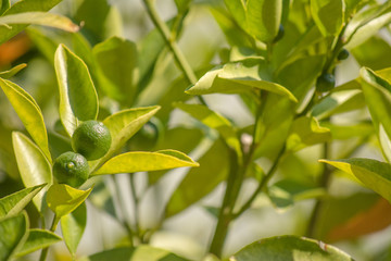 Green lemon among the foliage. Lemon tree with fruits.