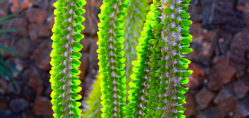  Cactus of the Canary Islands