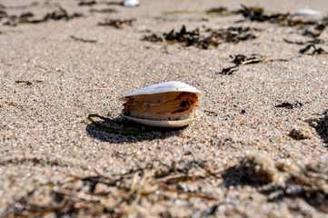 Muscheln und Krabben am gelben Ufer, Insel Rügen