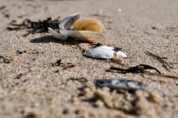 Muscheln und Krabben am gelben Ufer, Insel Rügen