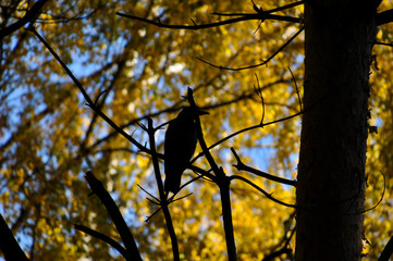 Silhouette of a crow sitting on a tree branch