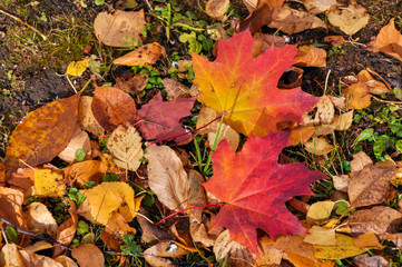 Two colorful maple leaves lying on the ground