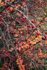 berberys owoce jesień jagody © rpetryk