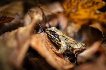 żaba trawna Rana temporaria jesień liście