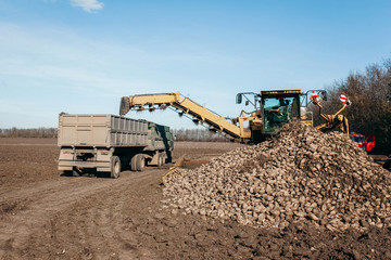 Combine harvester dumping sugar beet in trailer 