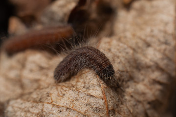 A young shaggy caterpillar of a hawthorn crawled out of a winter nest. Close-up. Macro photo. Latin name Aporia crataegi