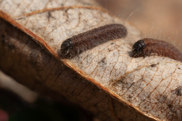 Shaggy caterpillars of the hawthorn crawled out from its winter nest. Close-up. Macro photo. Latin name Aporia crataegi