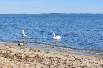 Schwäne am Gelben Ufer, Insel Rügen