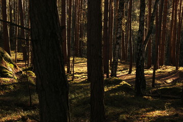 Obraz premium Goldener Herbst