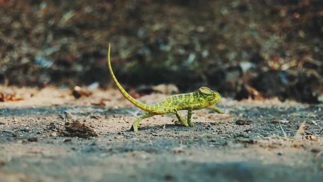 Wildlife: chameleon in indian forest 