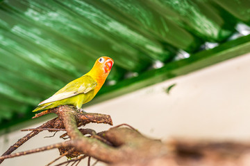 Yellow parrot perched on a branch