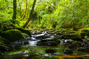 Fototapeta na wymiar Fluss im Regenwald