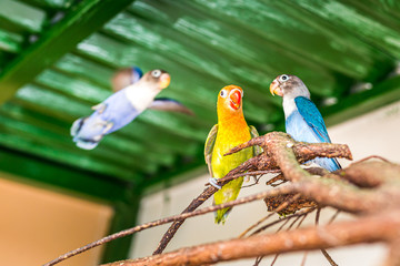 Parrots perched on a branch