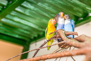 Parrots perched on a branch