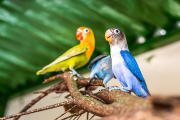 Parrots perched on a branch