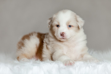 cute fluffy puppy Aussie posing