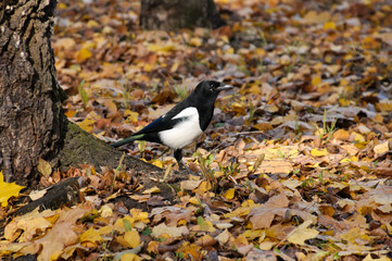 Magpie walks on fallen autumn foliage