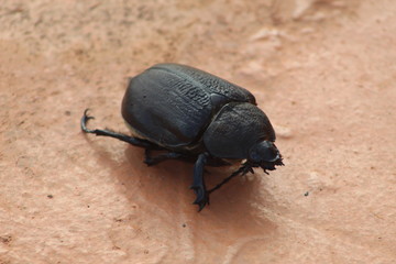 beetle on leaf