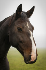 portrait of a beautiful horse