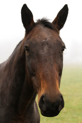 Fototapeta na wymiar portrait of a beautiful horse